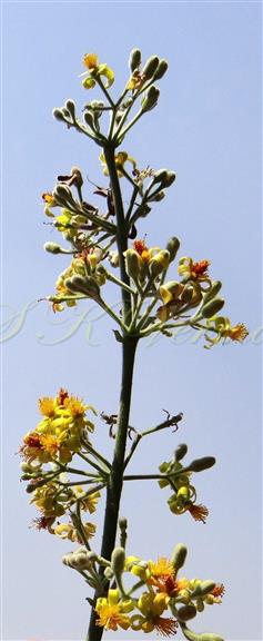  Inflorescence